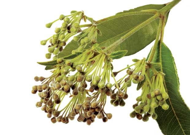 Lemon Myrtle is another popular spice of Australia Lemon Myrtle